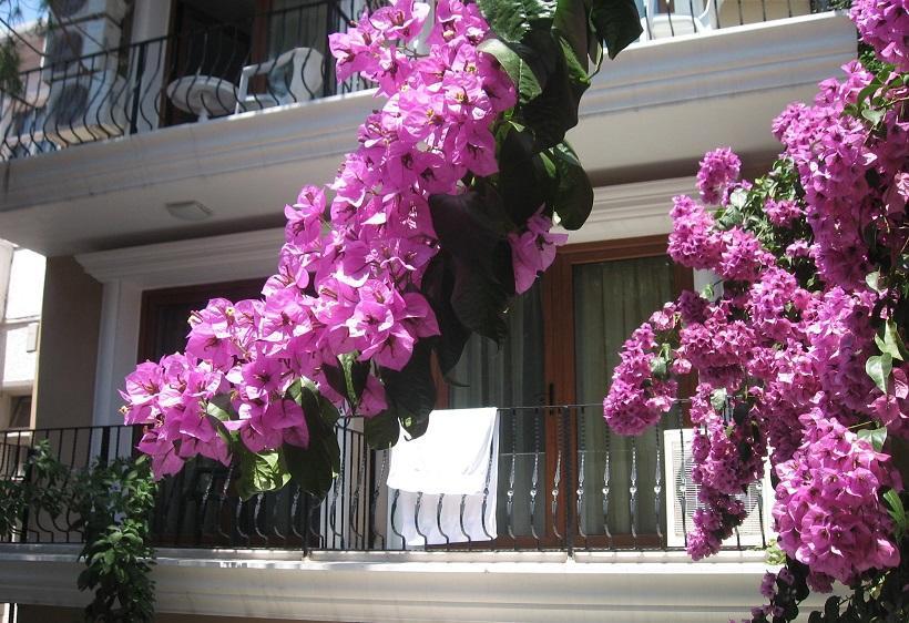 Kumsal Butik Otel Adalar Exterior photo